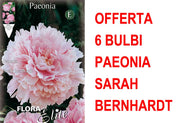 OFFERTA 6 BULBI PAEONIA SARAH BERNHARDT