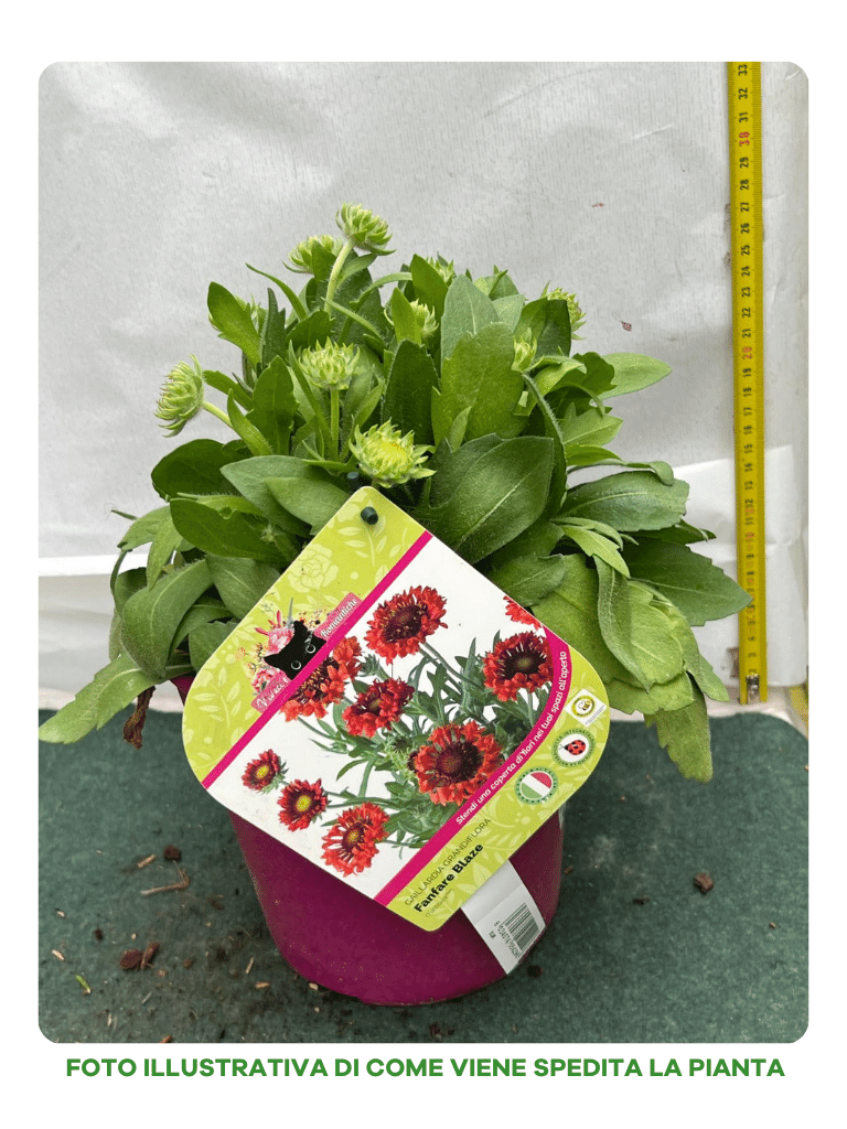 GAILLARDIA GRANDIFLORA FANFARE BLAZE VASO 18CM