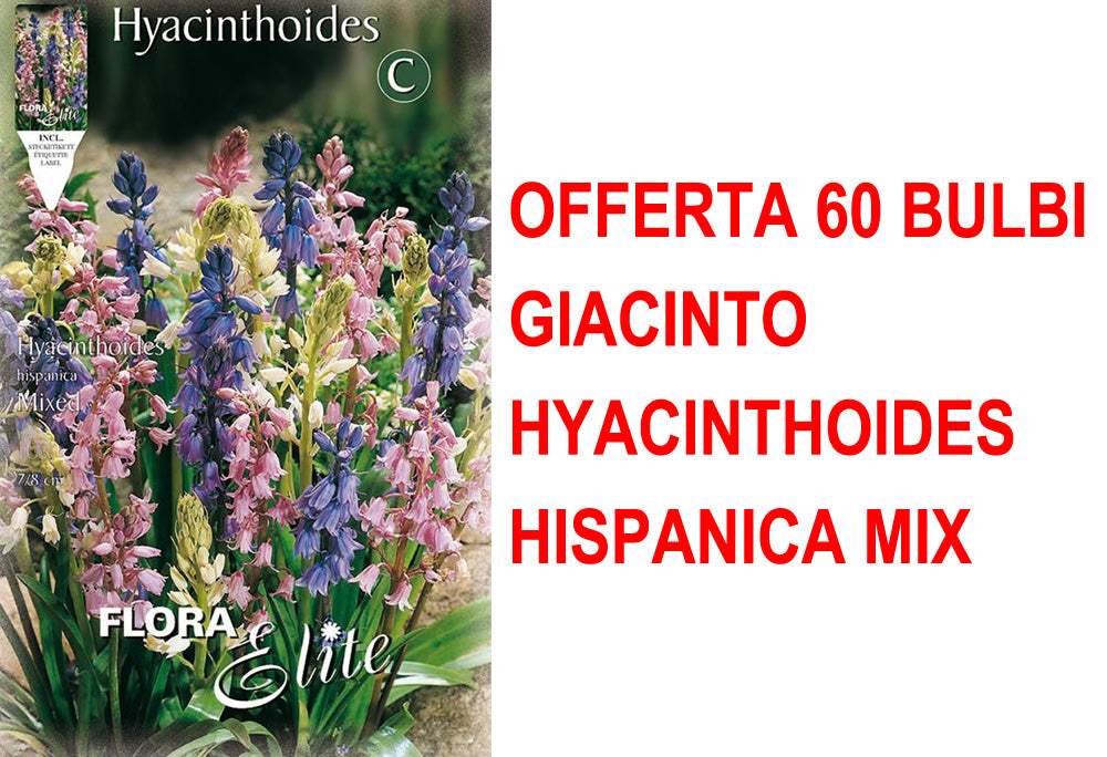 OFFERTA 60 BULBI GIACINTO HYACINTHOIDES HISPANICA MIX