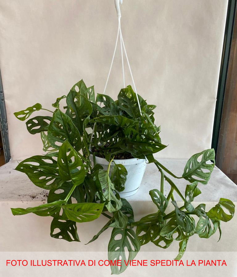 MONSTERA ADANSONII VASO 20CM