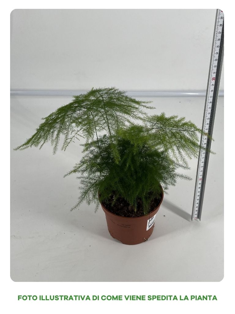 ASPARAGUS PLUMOSUS VASO 12CM