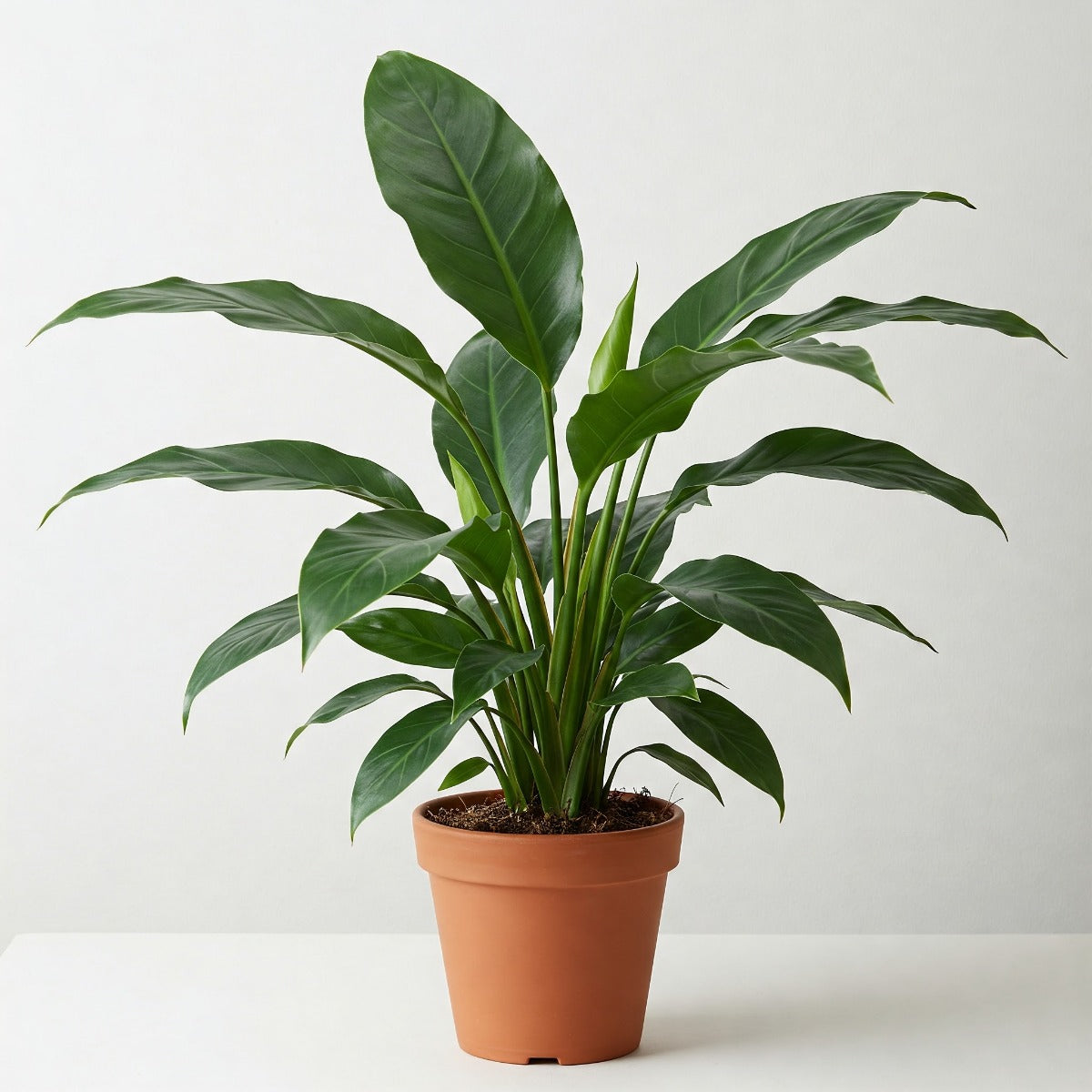 ASPIDISTRA ELATIOR VASO 17CM