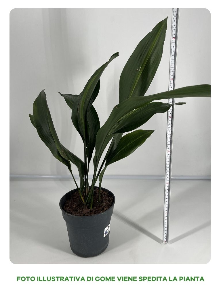 ASPIDISTRA ELATIOR VASO 17CM