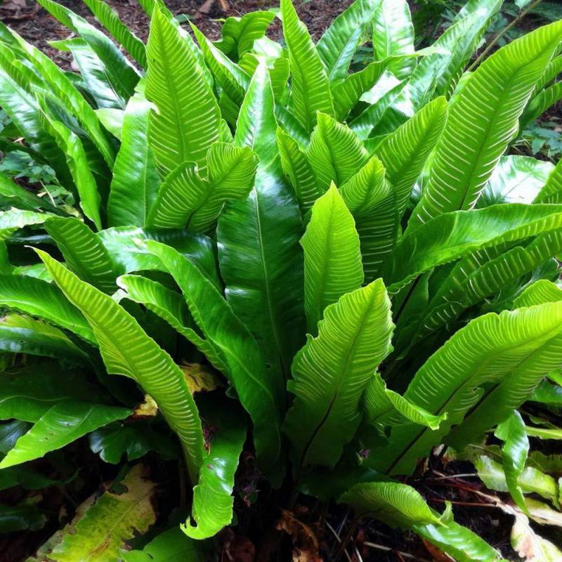 FELCE ASPLENIUM SCOLOPENDRIUM VASO 23CM