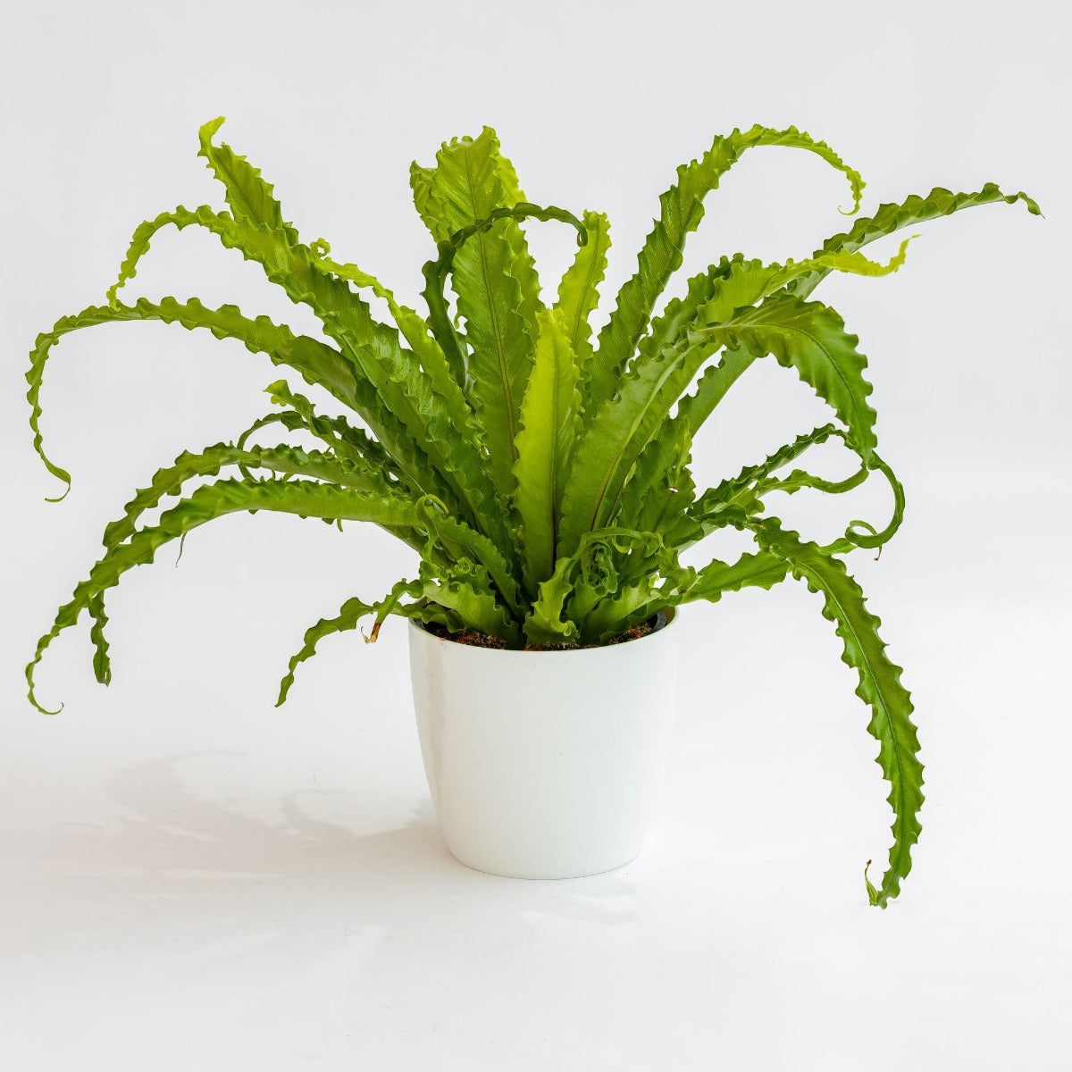 ASPLENIUM VASO 12CM