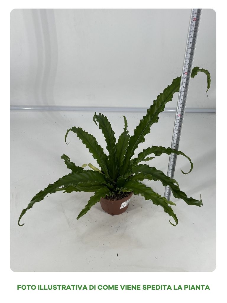 ASPLENIUM VASO 12CM
