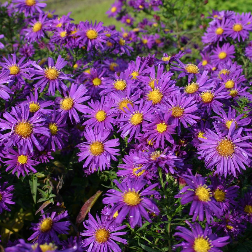 ASTER SETTEMBRINO NOVI BELGII VIOLA VASO 14CM