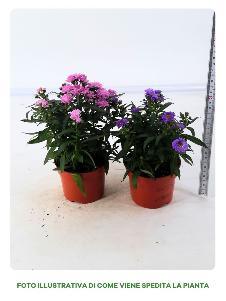ASTER STARLETTA IN VASO DA 10,5CM BLU O ROSA