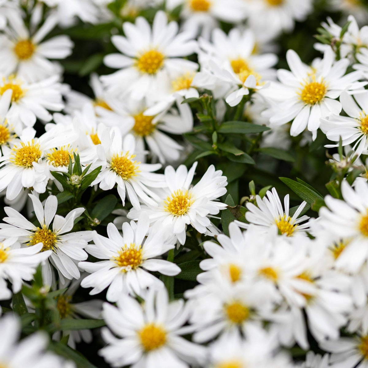ASTER STARLETTA BIANCO IN VASO DA 10CM