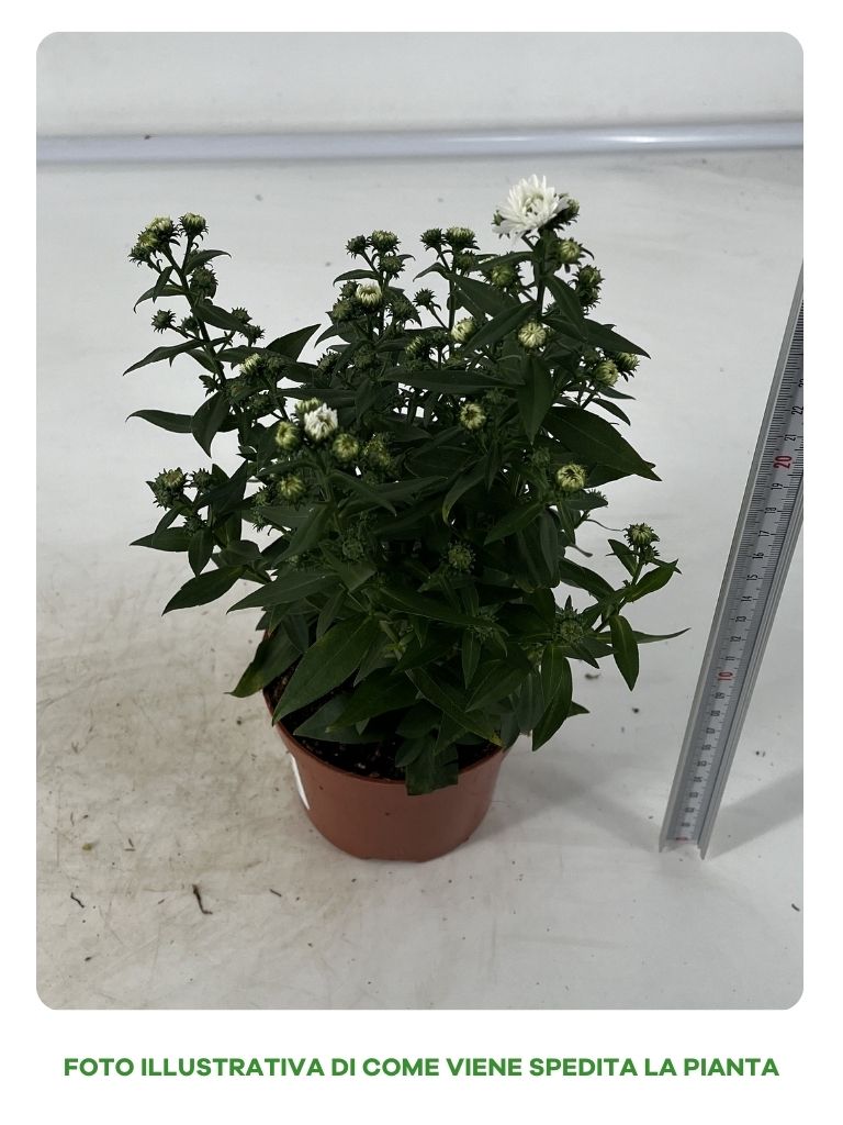ASTER STARLETTA BIANCO IN VASO DA 10CM
