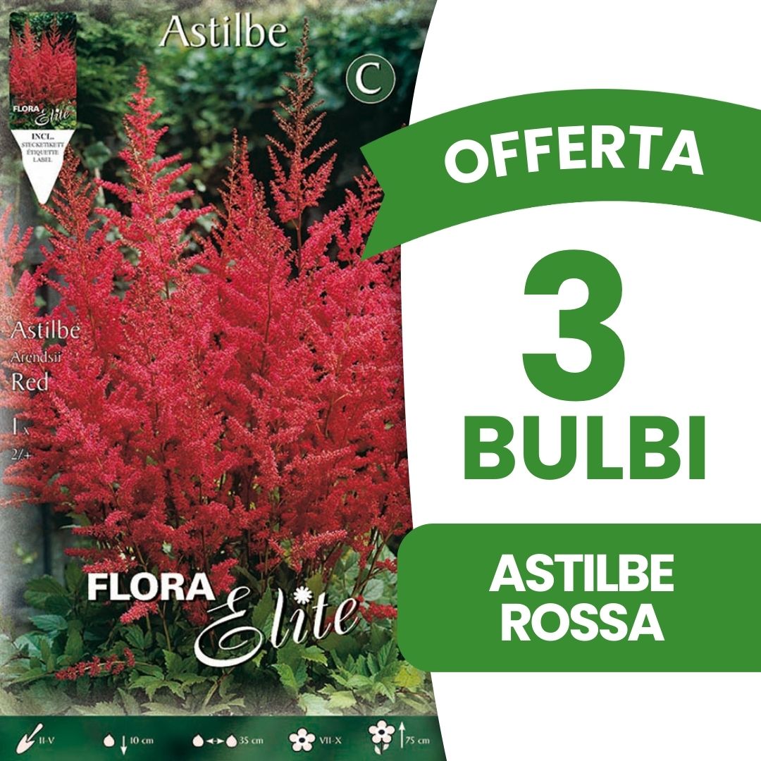 OFFERTA 3 BULBI ASTILBE ROSSA