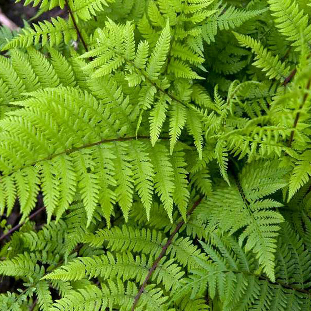 FELCE ATHYRIUM LADY IN RED VASO 18CM