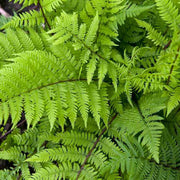 FELCE ATHYRIUM LADY IN RED VASO 18CM