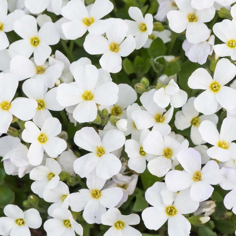 AUBRETIA GRACILIS KITTE BIANCA IN VASO 12CM