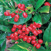 AUCUBA JAPONICA ROZANNIE VASO 17CM