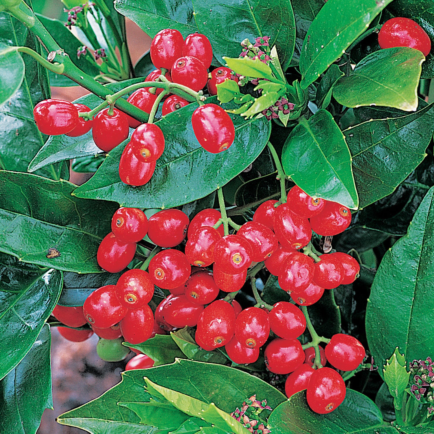 AUCUBA JAPONICA ROZANNIE VASO 17CM