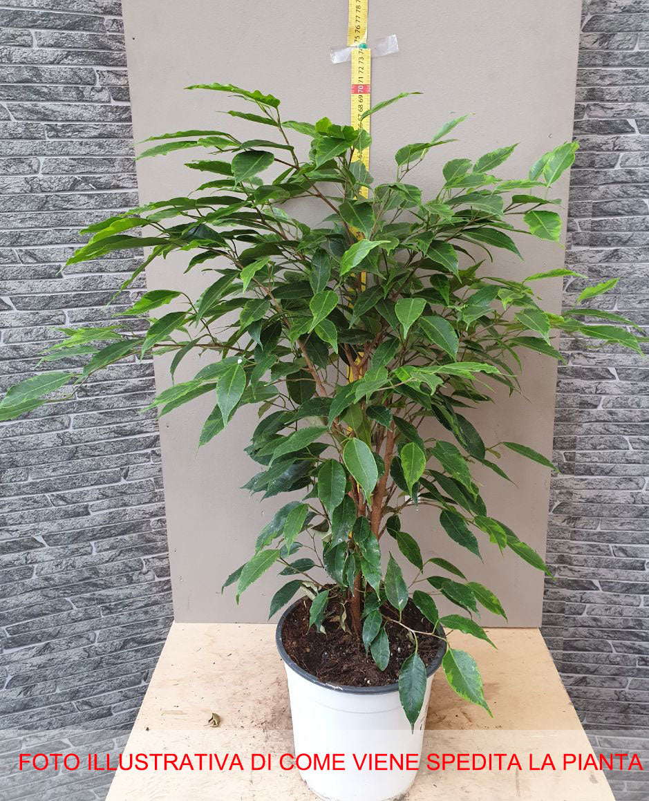 FICUS AUREA VASO 17CM
