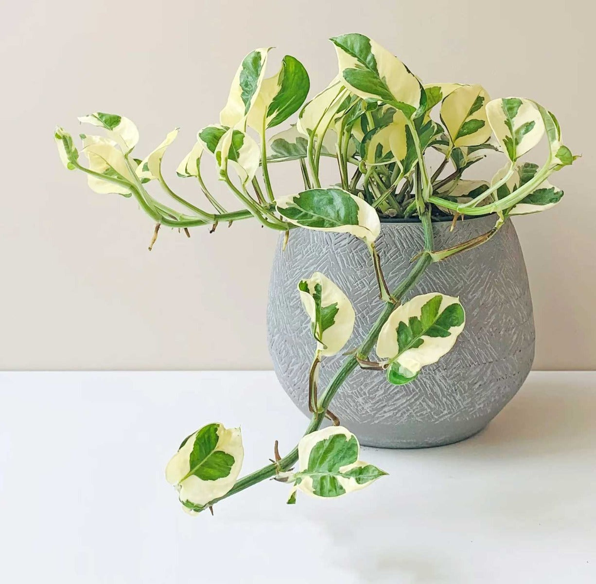 EPIPREMNUM AUREUM POTOS N JOY VASO 12CM