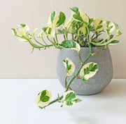 EPIPREMNUM AUREUM POTOS N JOY VASO 12CM