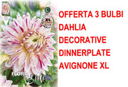 OFFERTA 3 BULBI DAHLIA DINNERPLATE AVIGNON XL