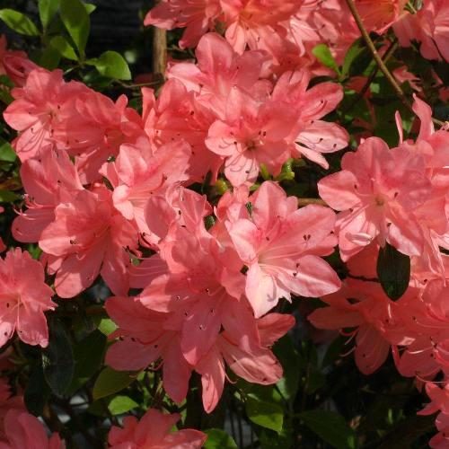 AZALEA JAPONICA RUSTICA BLAAUW'S ROSA VASO 24CM