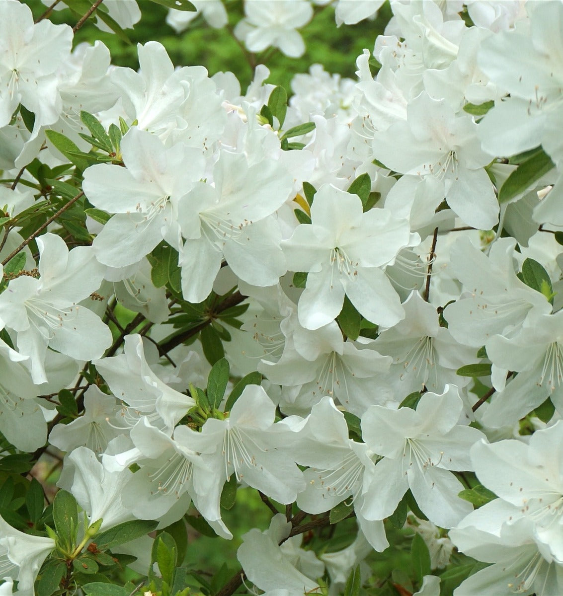 AZALEA JAPONICA  DOROTHY BIANCA VASO 23CM