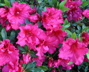 AZALEA JAPONICA RUSTICA VIOLETTA VASO 15CM