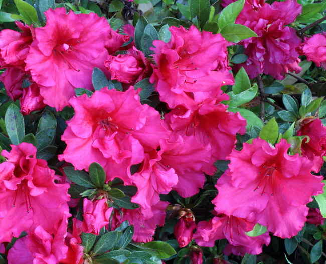 AZALEA JAPONICA RUSTICA VIOLETTA VASO 15CM