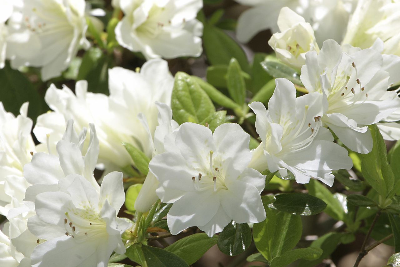 AZALEA JAPONICA RUSTICA BIANCA VASO 15CM