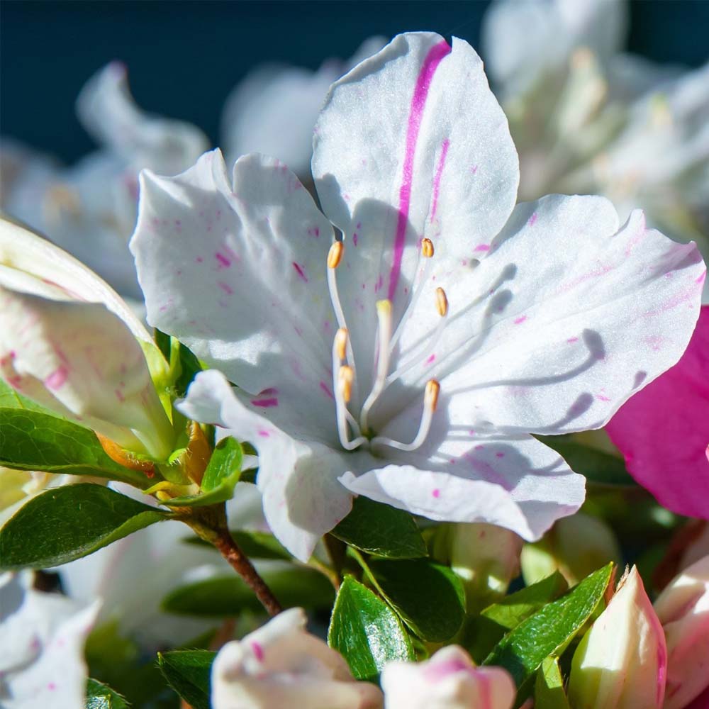 AZALEA ENCORE LILY IN VASO 19CM
