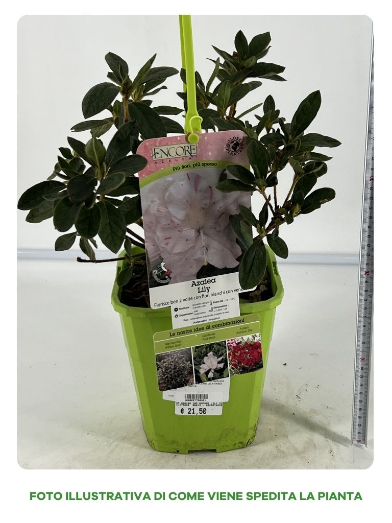 AZALEA ENCORE LILY IN VASO 19CM
