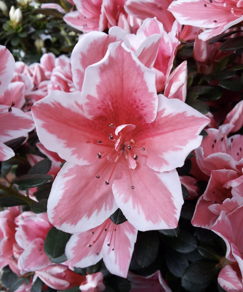 AZALEA JAPONICA RUSTICA NANNY VASO 12CM