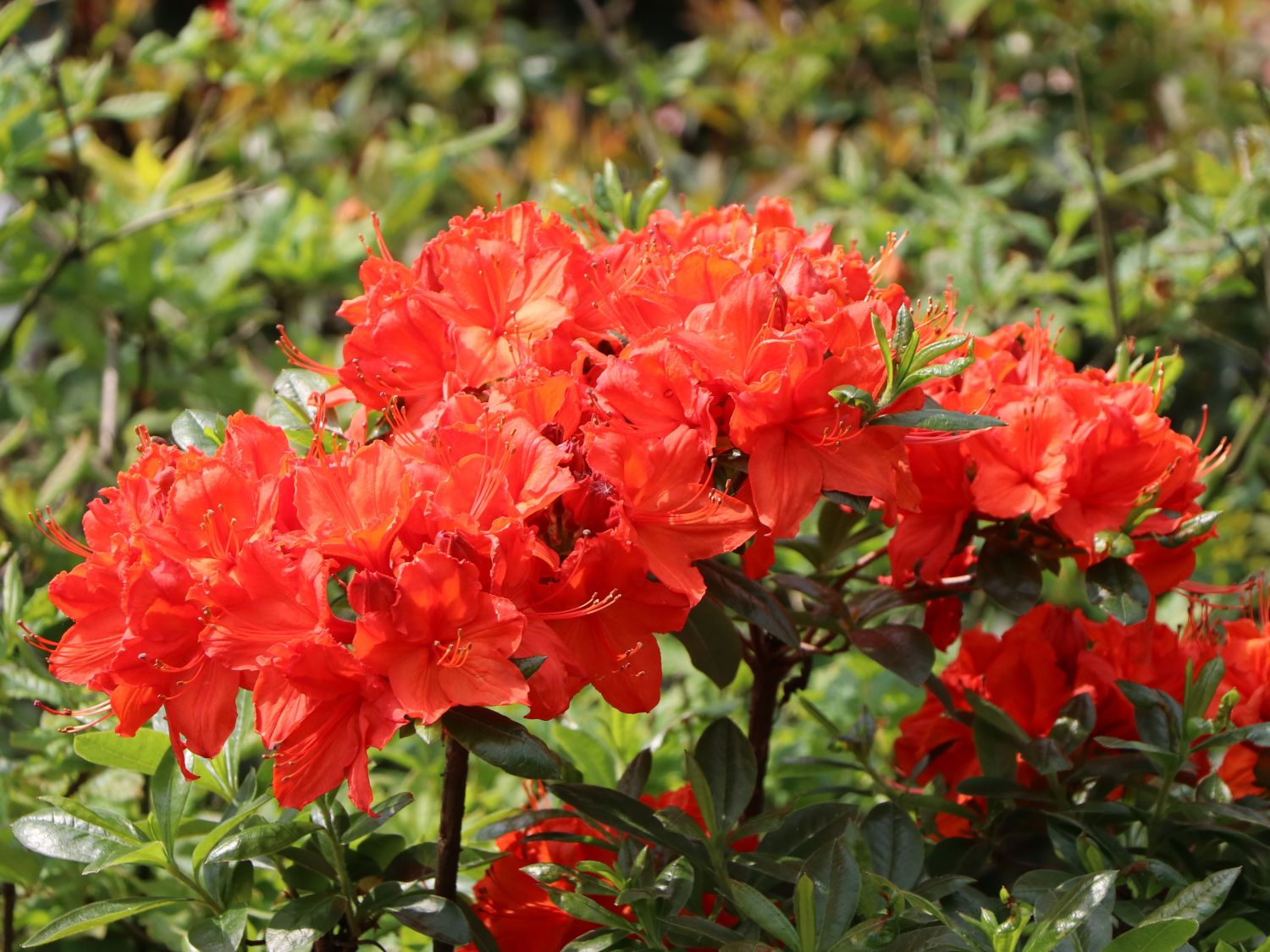 AZALEA KNAPHILL FANAL VASO 16CM ROSSA