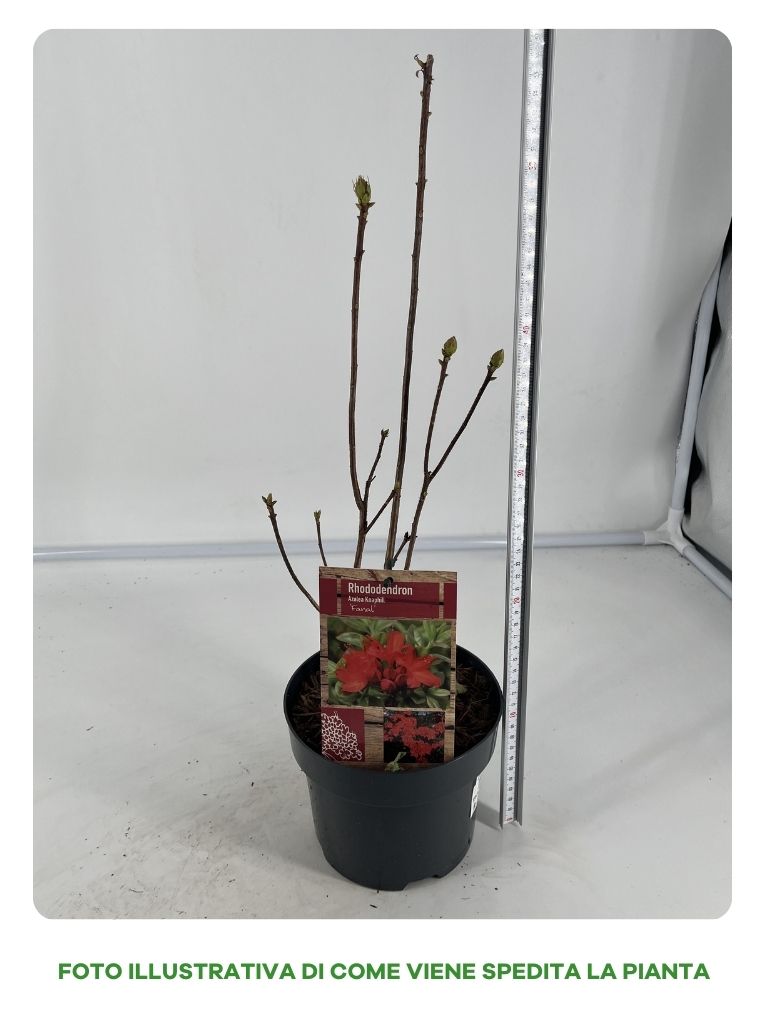 AZALEA KNAPHILL FANAL VASO 16CM ROSSA