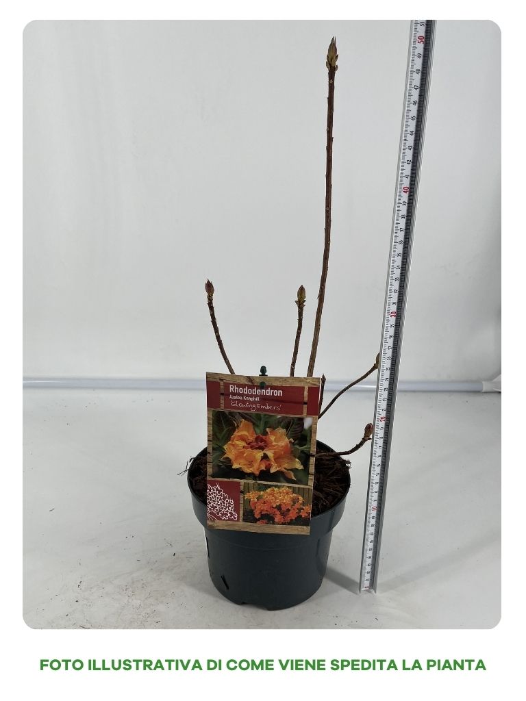 AZALEA KNAPHILL FANAL VASO 16CM GIALLO ARANCIO