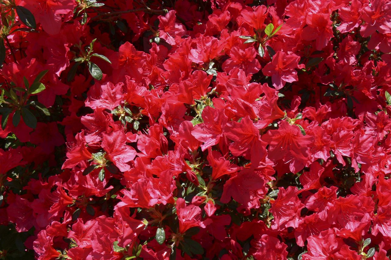 AZALEA JAPONICA RUSTICA ROSSA VASO 19CM