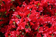 AZALEA JAPONICA RUSTICA ROSSA VASO 19CM