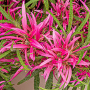 AZALEA STARSTYLE VIOLA VASO 19CM