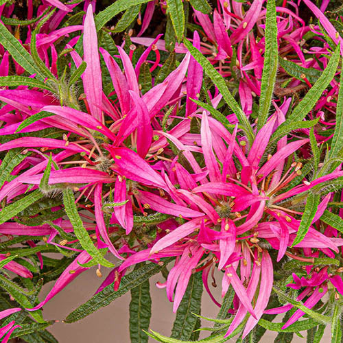 AZALEA STARSTYLE VIOLA VASO 19CM