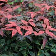 NANDINA DOMESTICA FLIRT VASO 17CM