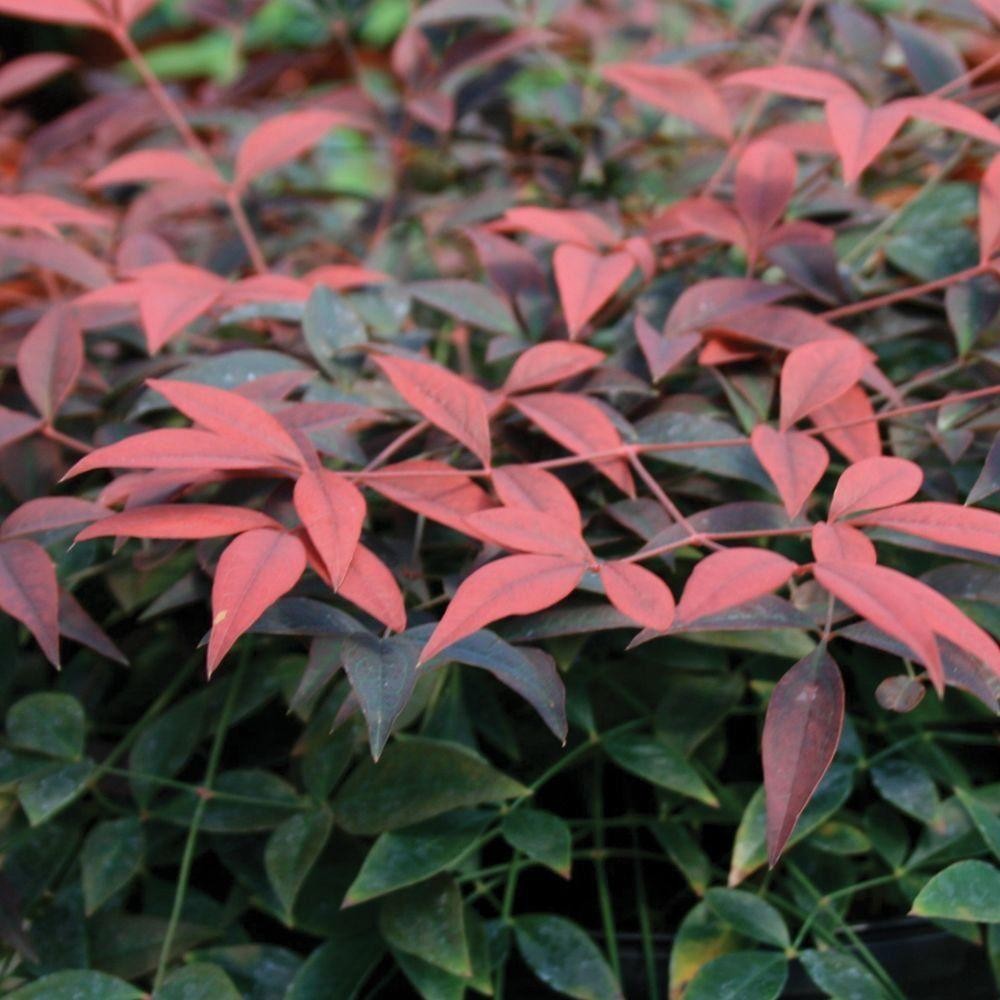 NANDINA DOMESTICA FLIRT VASO 17CM