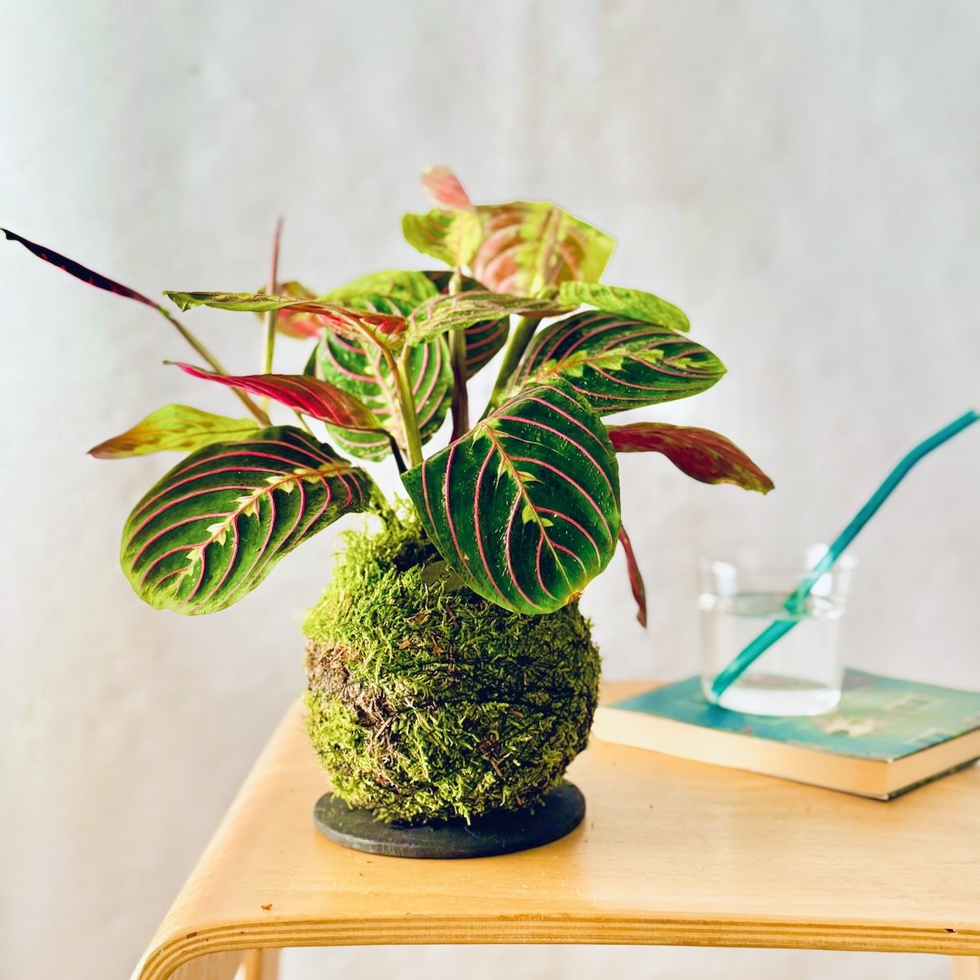 Corso Terrarium + Kokedama - 23 Maggio 2026