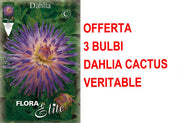 OFFERTA 3 BULBI DI DAHLIA CACTUS VERITABLE