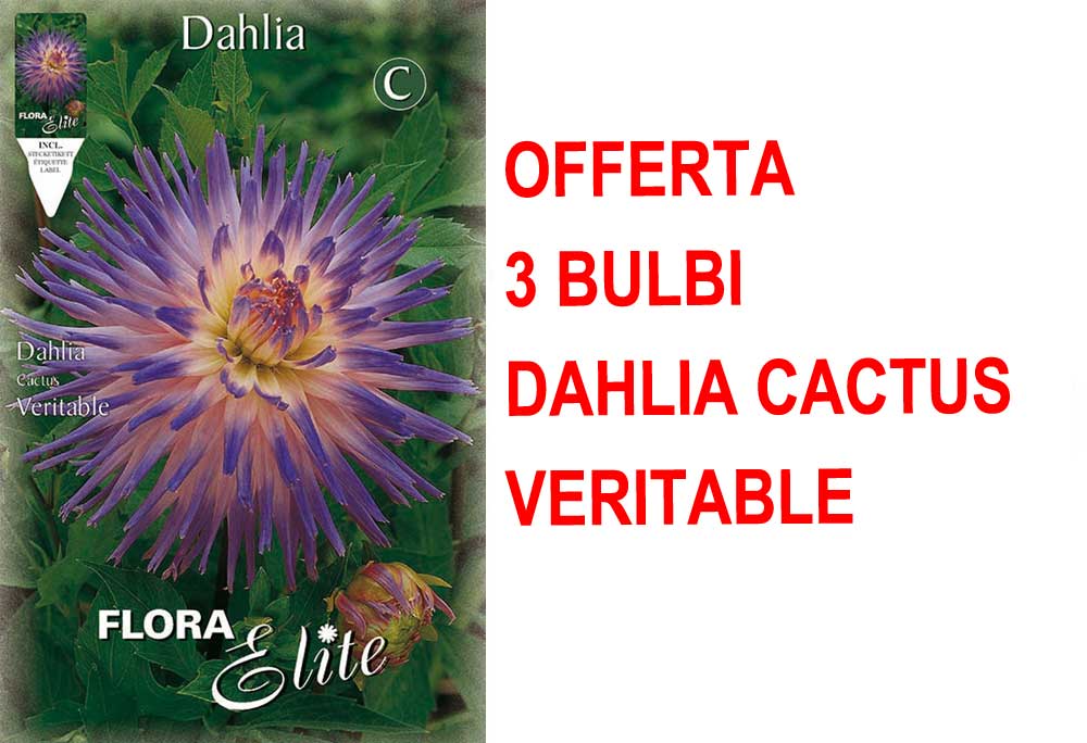 OFFERTA 3 BULBI DI DAHLIA CACTUS VERITABLE