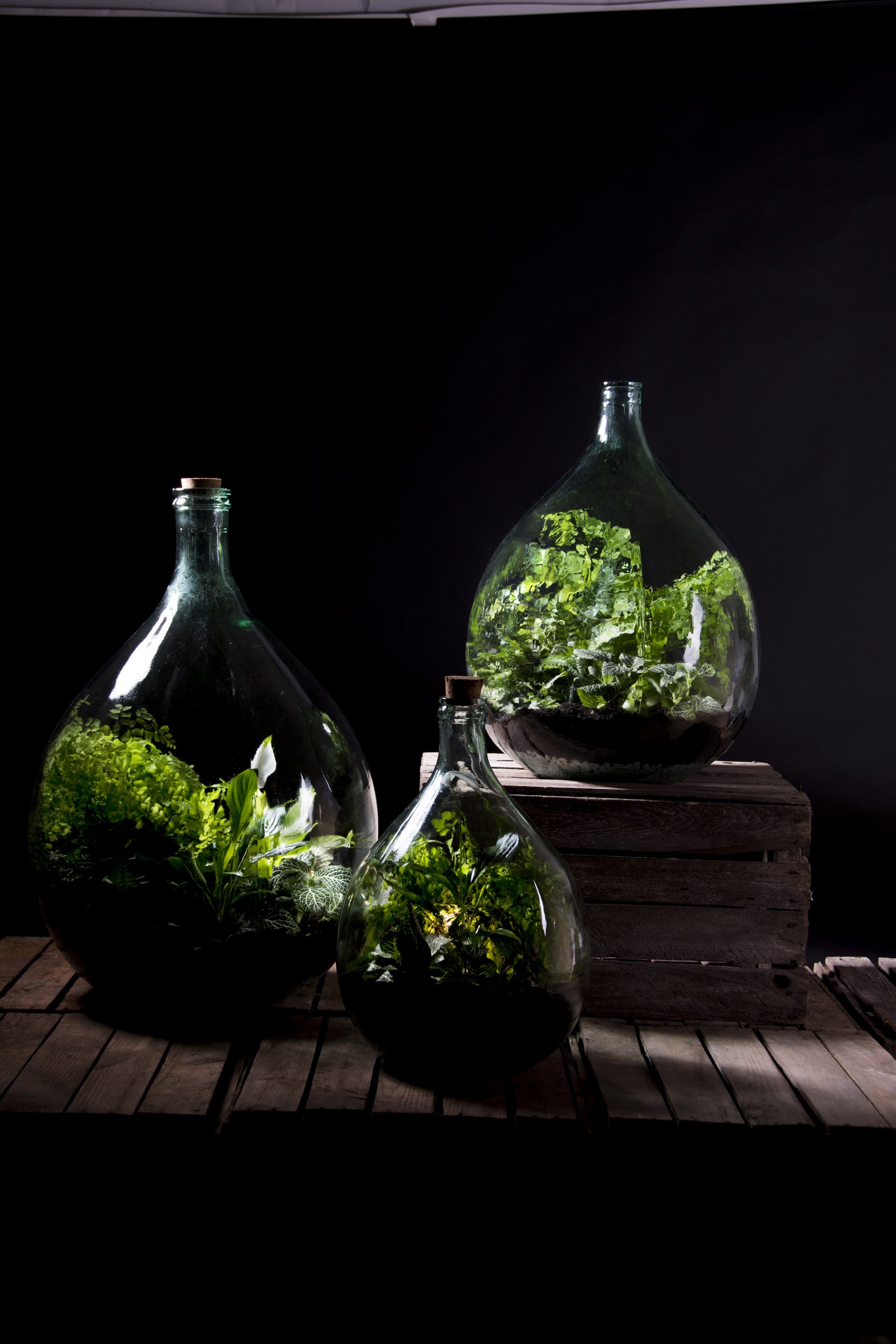 TAPPO IN SUGHERO CON LED PER ECOSISTEMA TERRARIUM