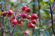 ROSA CANINA IN VASO 15CM