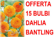 OFFERTA 15 BULBI DAHLIA POMPON BANTLING