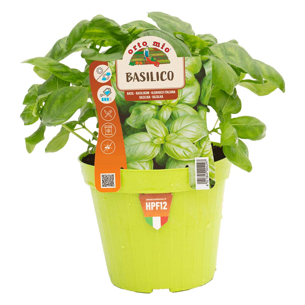 BASILICO ITALIANO CLASSICO VASO 14CM