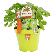 BASILICO ITALIANO CLASSICO VASO 14CM