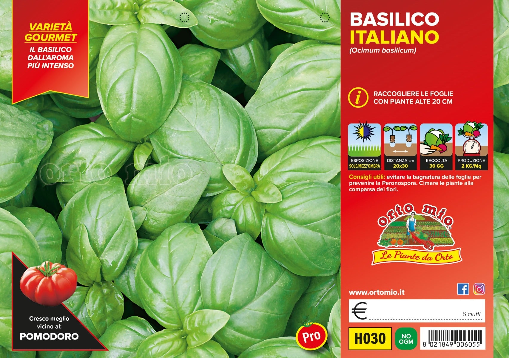 BASILICO ITALIANO CLASSICO VASO 14CM